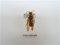 藏品(黑紋長腳蜂)的圖片